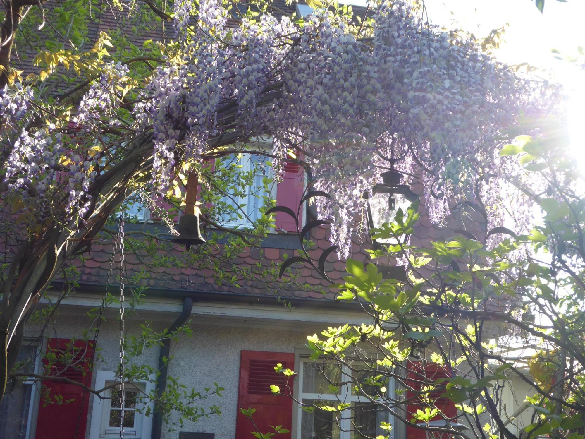 Pension Zur Rose Weil am Rhein Exterior foto
